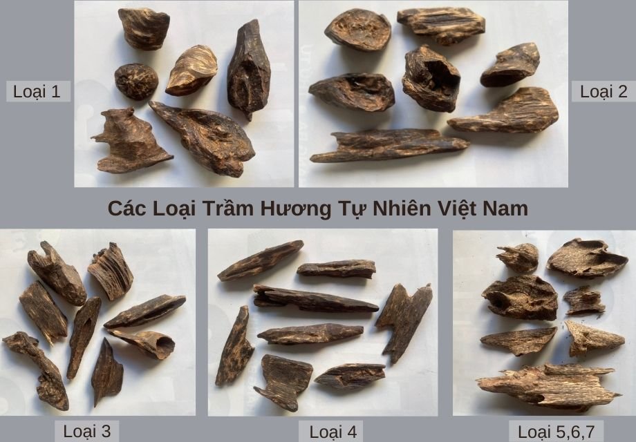 Trầm Hương Có Mấy Loại – Tiết lộ bí mật Trầm Hương thật giả? - AGA VIỆT NAM