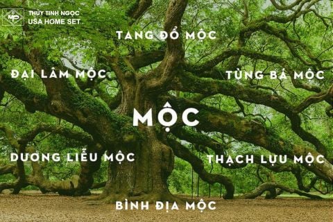 Thu hút tài lộc mệnh mộc: Bí quyết phong thủy giúp bạn phát tài nhanh chóng!