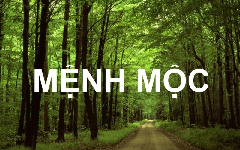 Thu hút tài lộc mệnh mộc: Bí quyết phong thủy giúp bạn phát tài nhanh chóng!