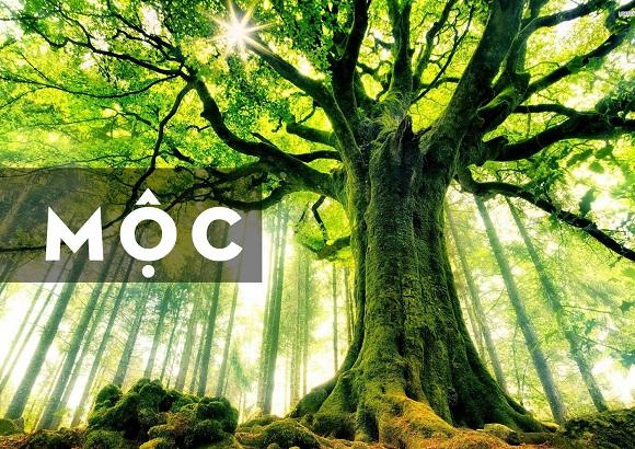 Thu hút tài lộc cho người mệnh Mộc: Bí quyết phong thủy chuẩn chỉnh