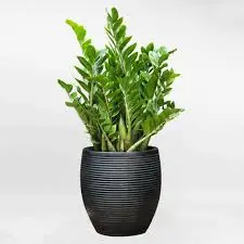 Cây kim tiền cỡ lớn chậu xi măng hình lu ZAMI019 • MOW Garden