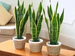 Những vị trí phong thuỷ đặt cây lưỡi hổ, lưu ý tránh vị trí này