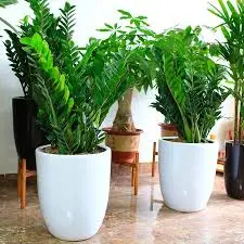 Cây Kim Tiền: Lựa chọn phong thủy hoàn hảo cho văn phòng và không gian sống